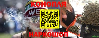 сатива Гай